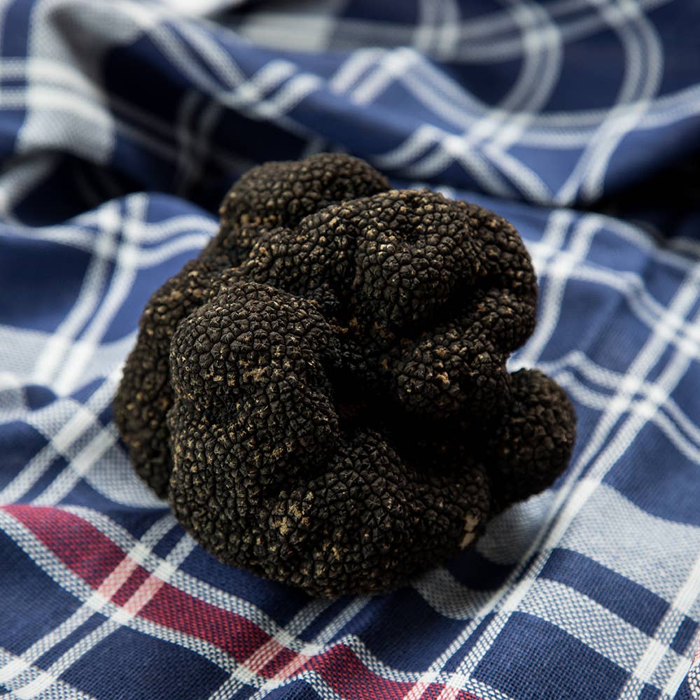 Selektia Tartufi - Tartufo Estivo (Tuber Aestivum Vitt.): 100 g